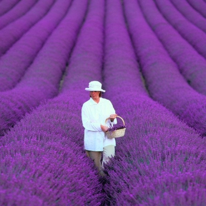 Lavender.jpg