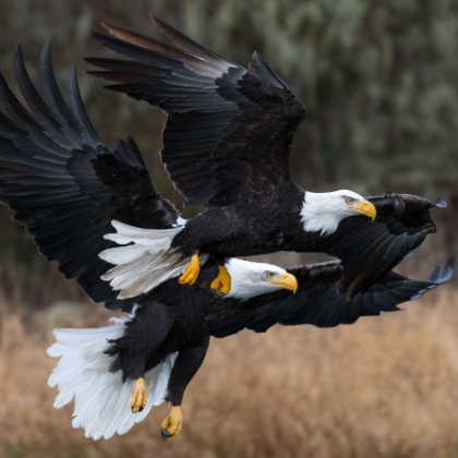 Stillaguamish Eagle Fest.jpg